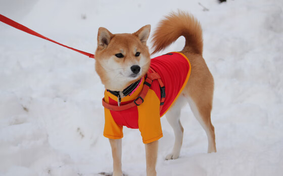 球队高层：战术多样性将是拜仁下一步核心，拜仁队型