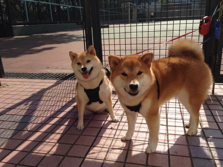 中国双人组合突破自我刷新纪录，内地双人组合