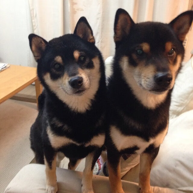 法国队混合接力表现赢得国际赞誉,法国队 混双