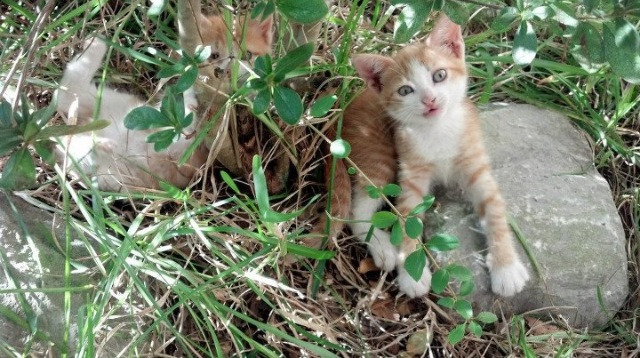 kaiyun体育综合-特色足球运动主题的文化创意园区逐步兴起，丰富城市文化生活，足球特色园园所标语